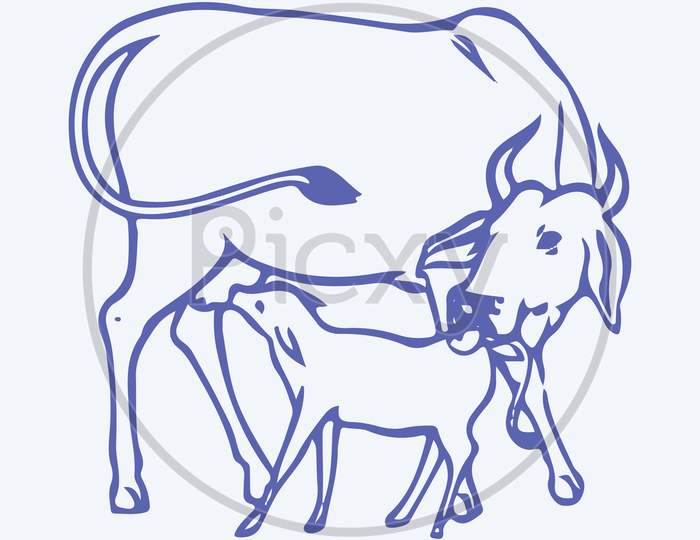Drawing Or Sketch Of Young Cow Drinking Milk From Mother Editable Outline Illustration