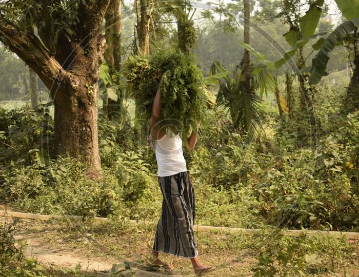 Farmer Carrying Crops On The Head In The Village Way With Selective Focus, Sohai, West Bengal, India