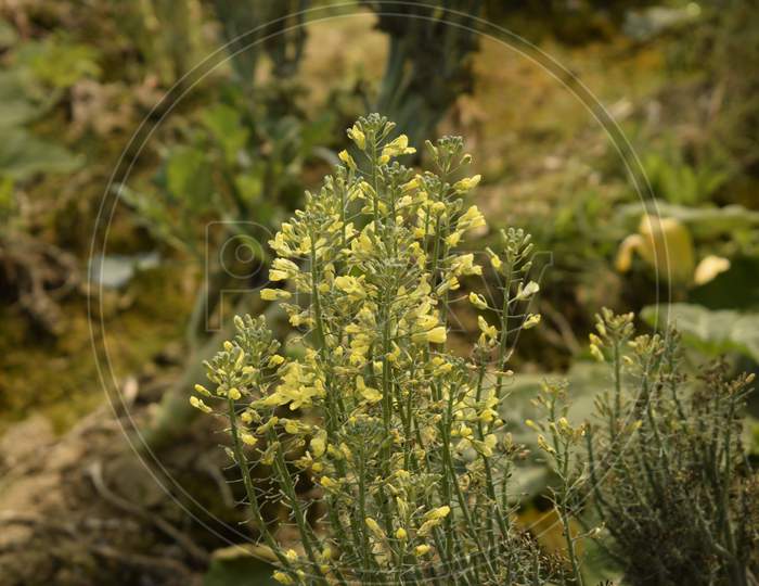 Broccoli Flower Buds Blooming