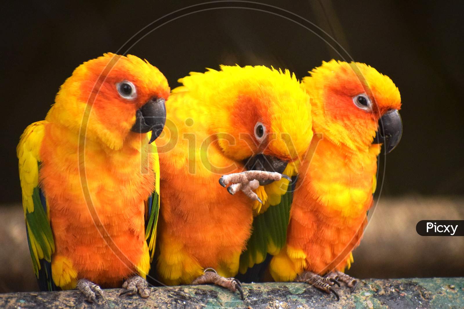 Three Love Birds On Tree Trunk