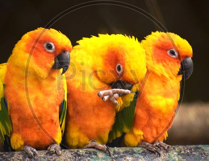 Three Love Birds On Tree Trunk