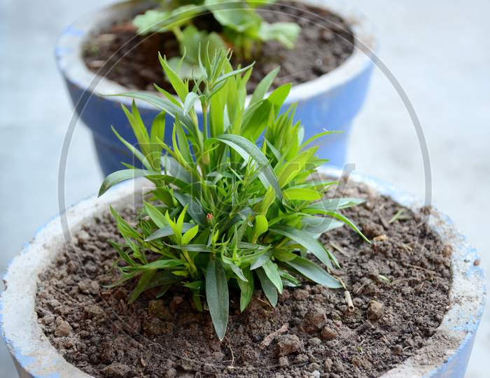 The Green Flower Seedling In The Blue Color Pot.