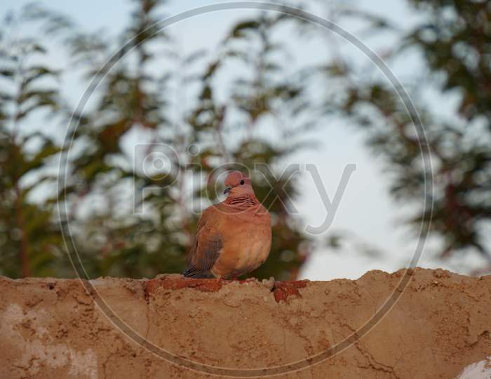 Bird Sitting On Tree Branch. Eurasian Collared Dove Or Streptopelia Decaocta Sitting On The Wall In Winter Season.