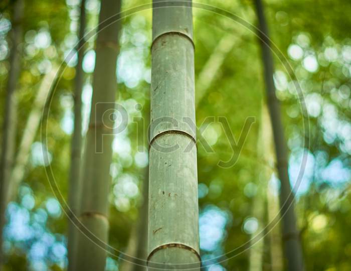 Closeup Shot Of Bamboo In A Forest On A Blurred Background