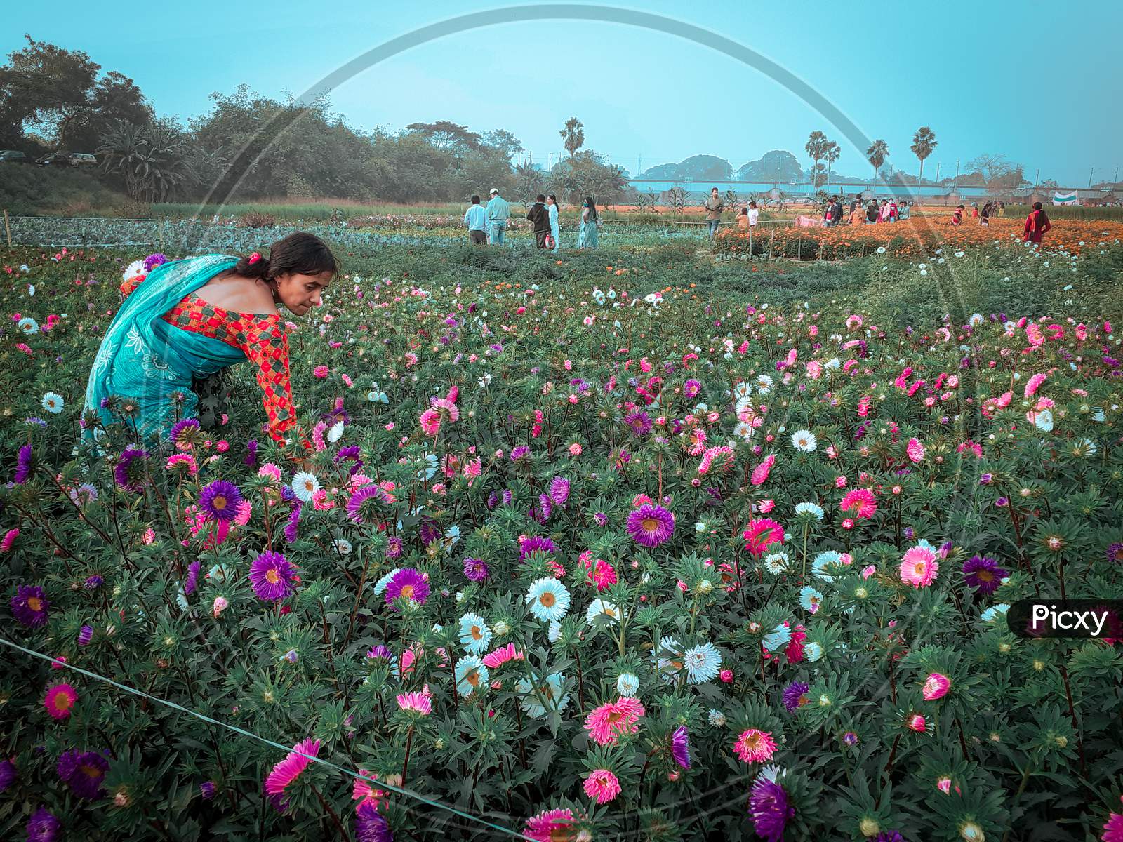 women farmer in westbengal with flower,flower garden