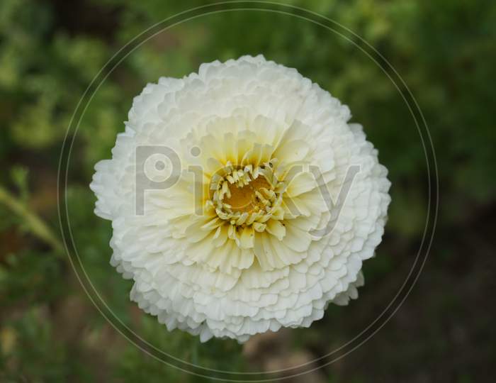 flower macro photography