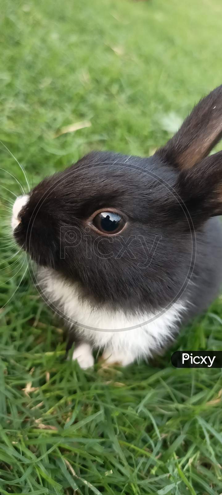 A black and white indian domestic rabbit looking straight into the camera