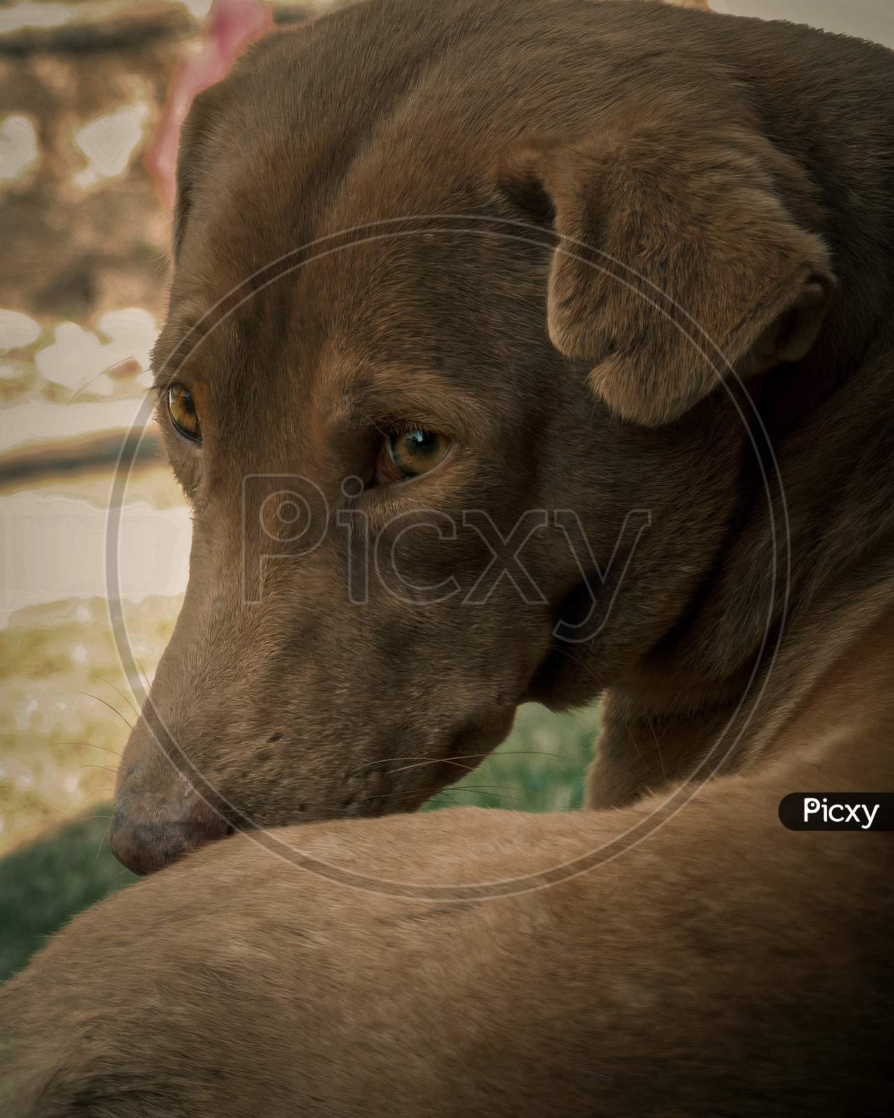 A brown indian street dog looking into the camera