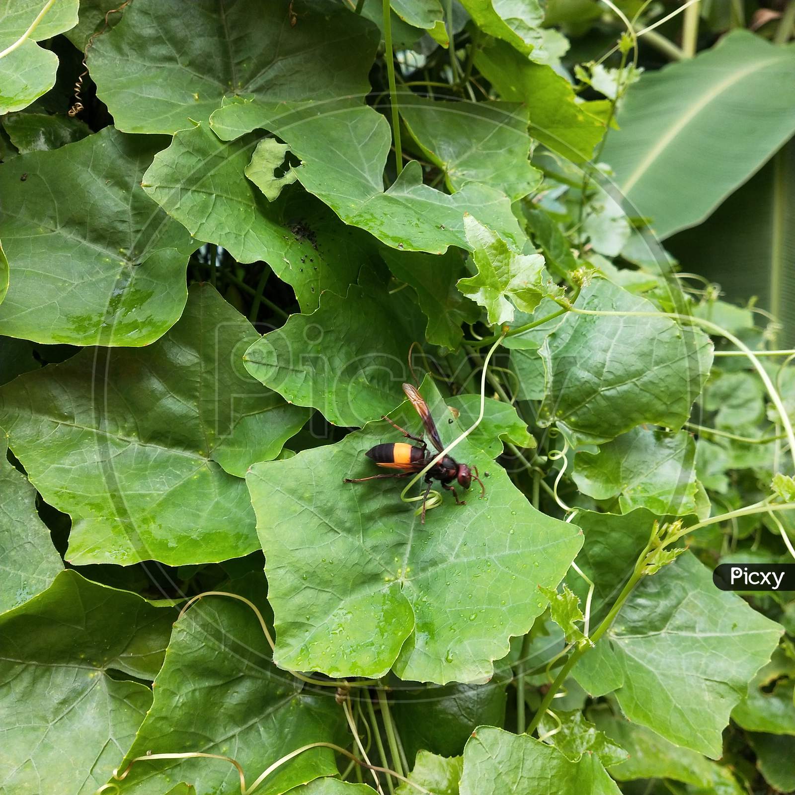 Black and yellow bee sitting on ivy gourd plant