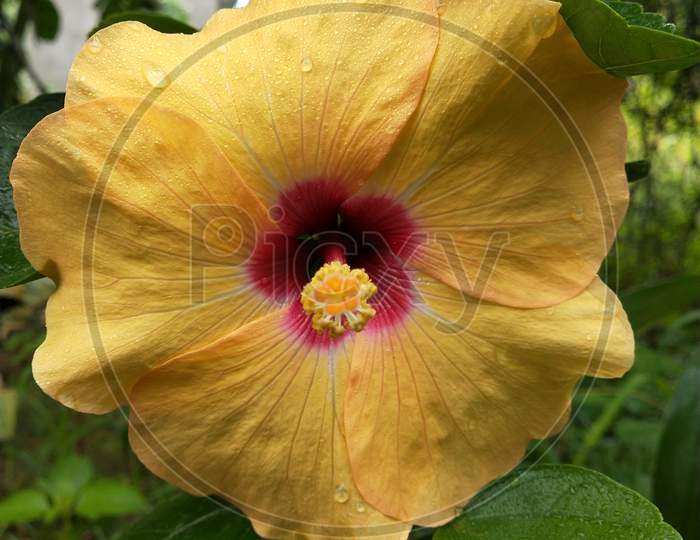 yellow hibiscus flower plant