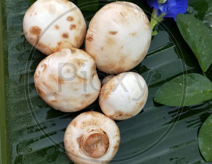 White button mushrooms on green banana leaf