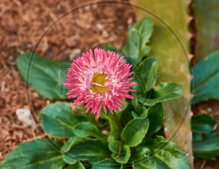Closeup Shot Of A Beautiful Pink Aster Flower In A Garden