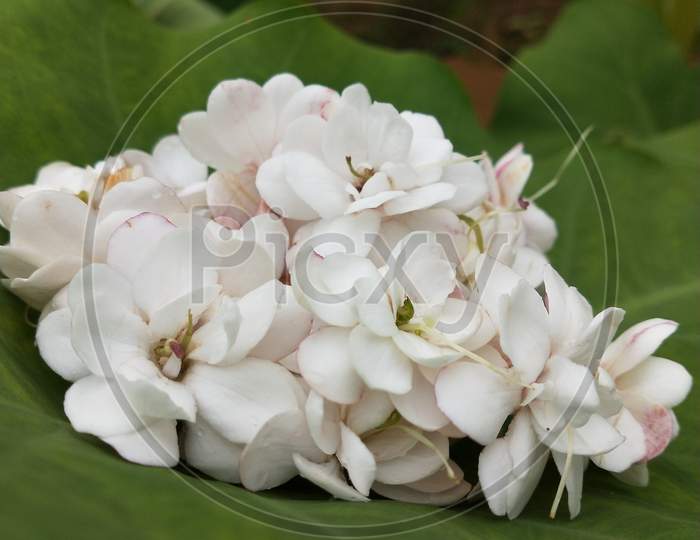 White jasmine flower  for wedding ceremony or decoration