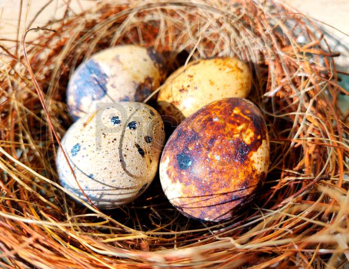 Common Quail Bird Eggs Inside A Nest, Quail Eggs Are Considered A Delicacy In Many Parts Of The World