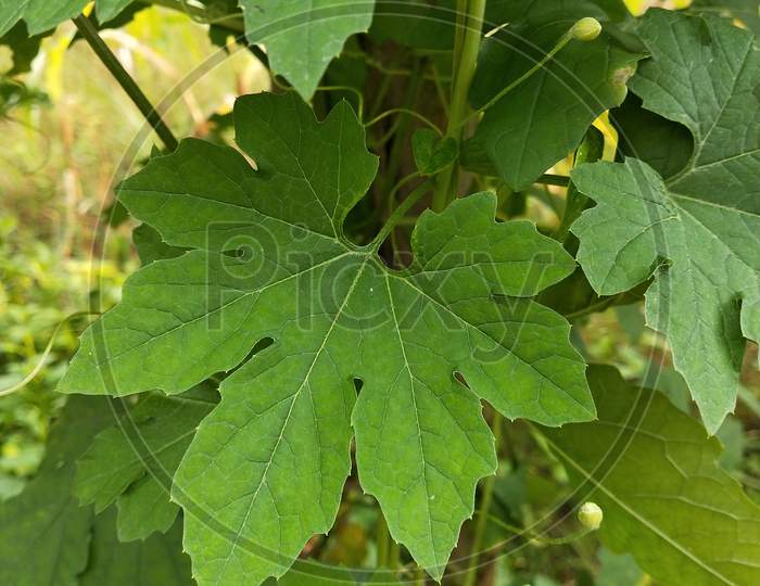 Papaya leaf with blur background