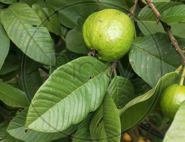 green guava fruit on the tree