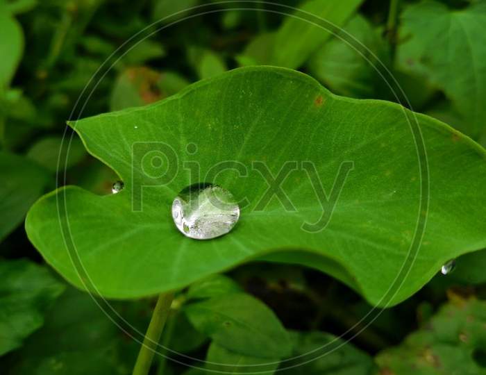 Waterdrops in leaf