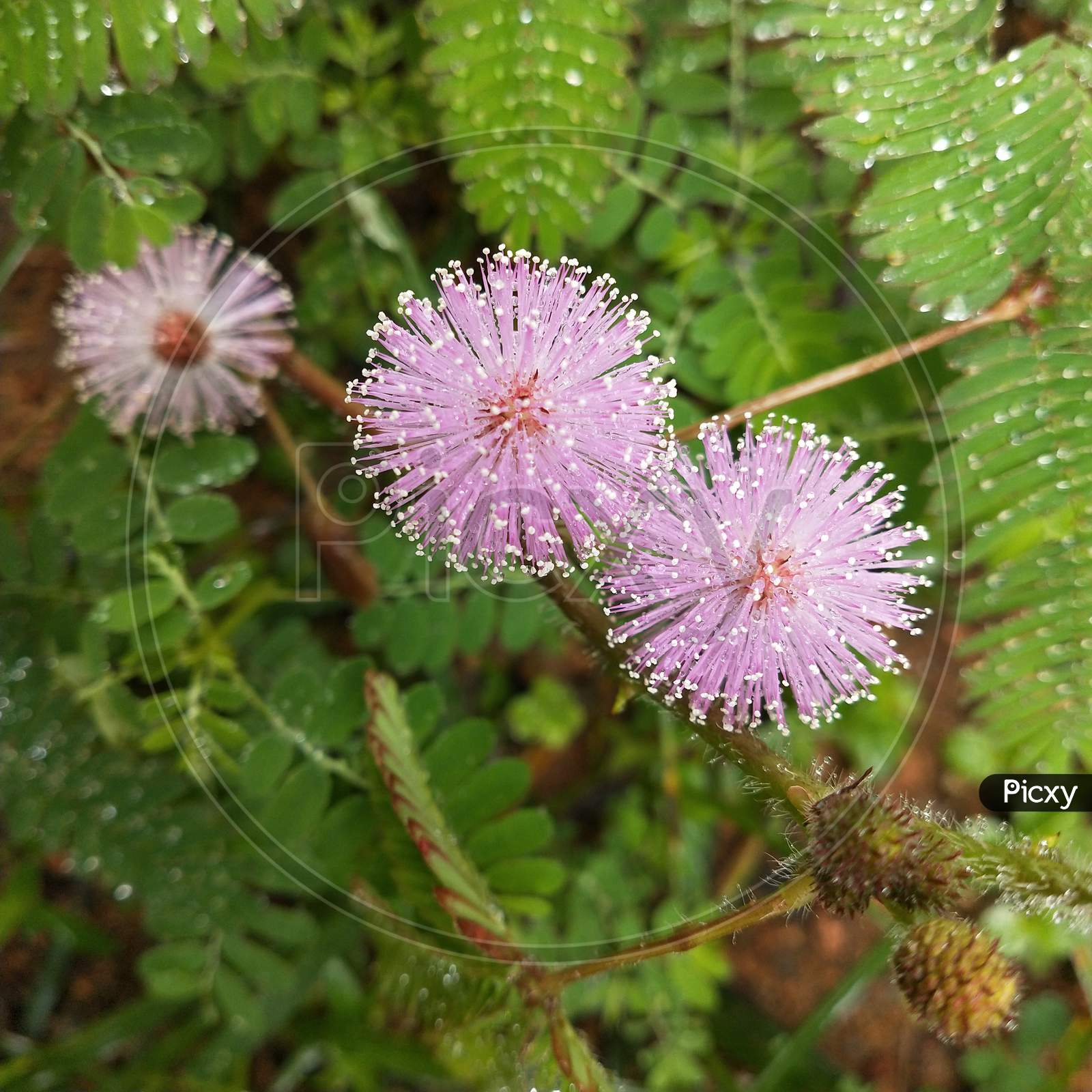 Mimosa pudica or touch me not flower with water drops