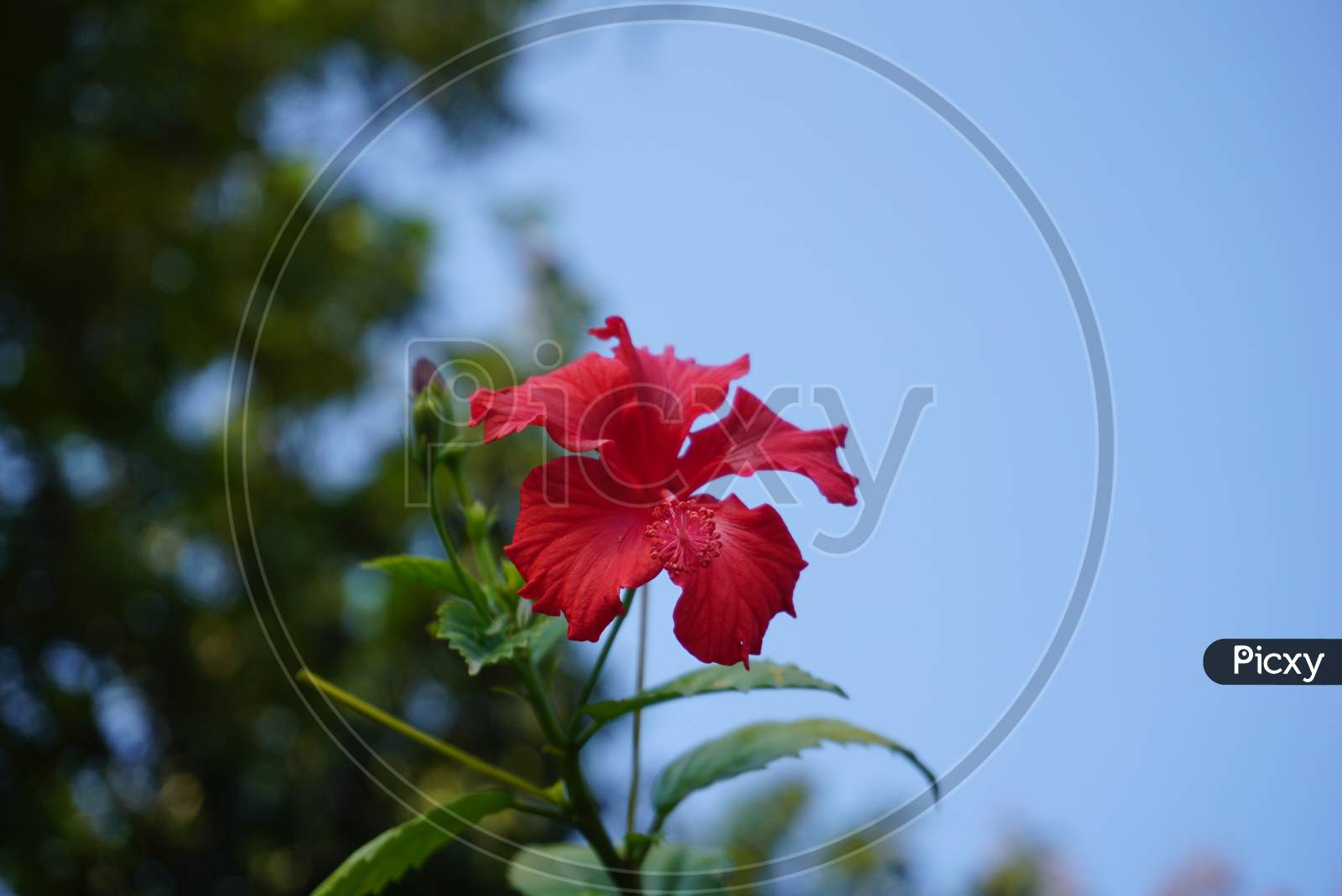 flower with sky photography