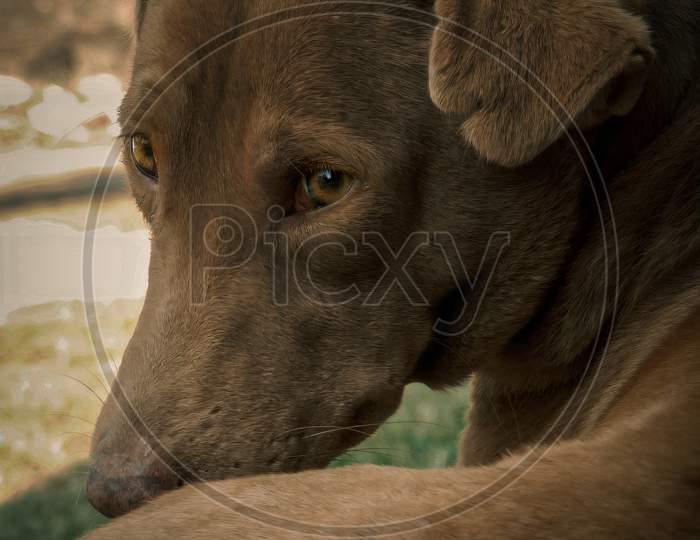 A brown indian street dog looking into the camera