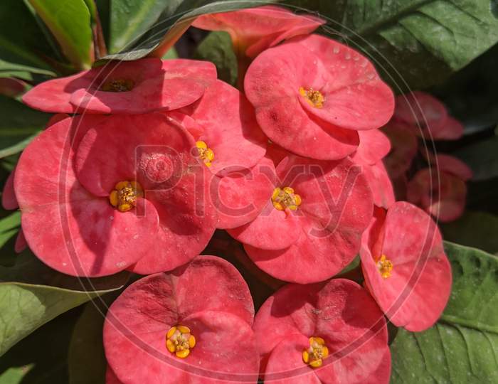 Red flower with two petals. Euphorbia millii. Crown of thorns plant.