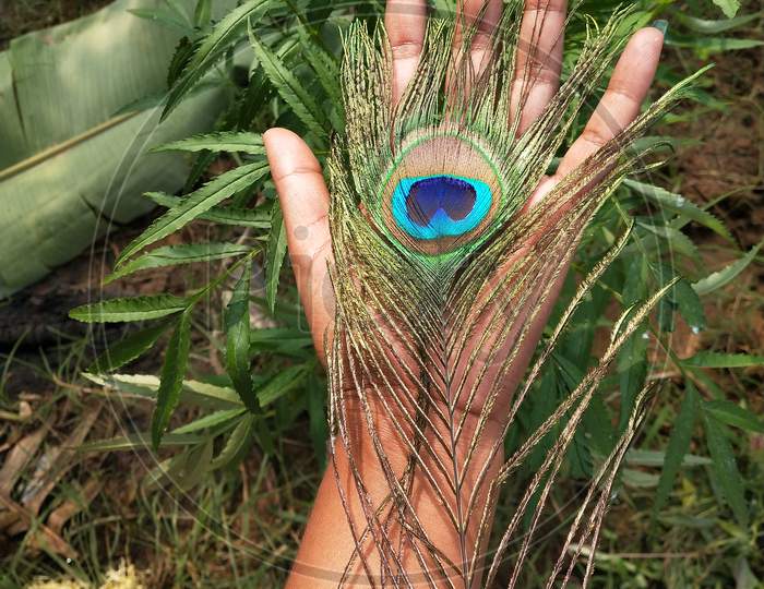 Female hand holding a peacock feather
