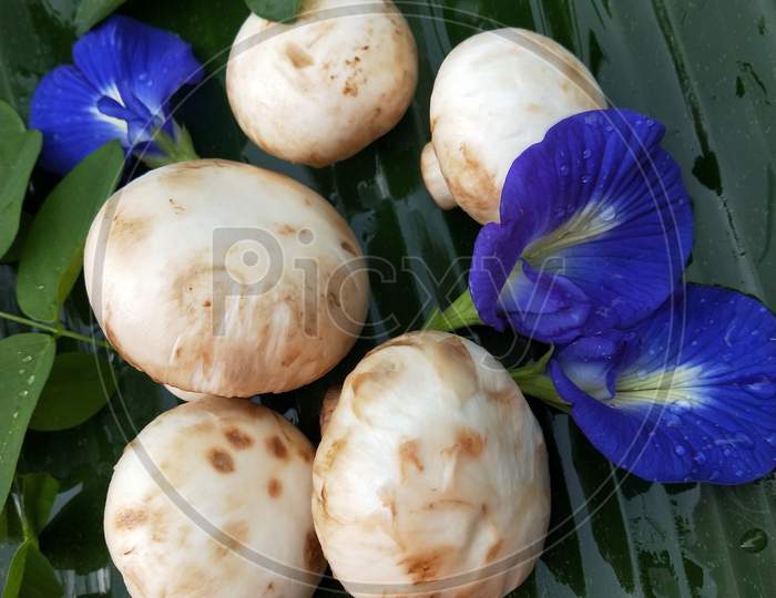 White mushrooms decorated with blue flowers