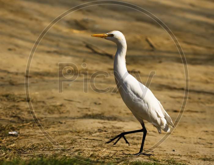 A great white heron walking on the muddy ground