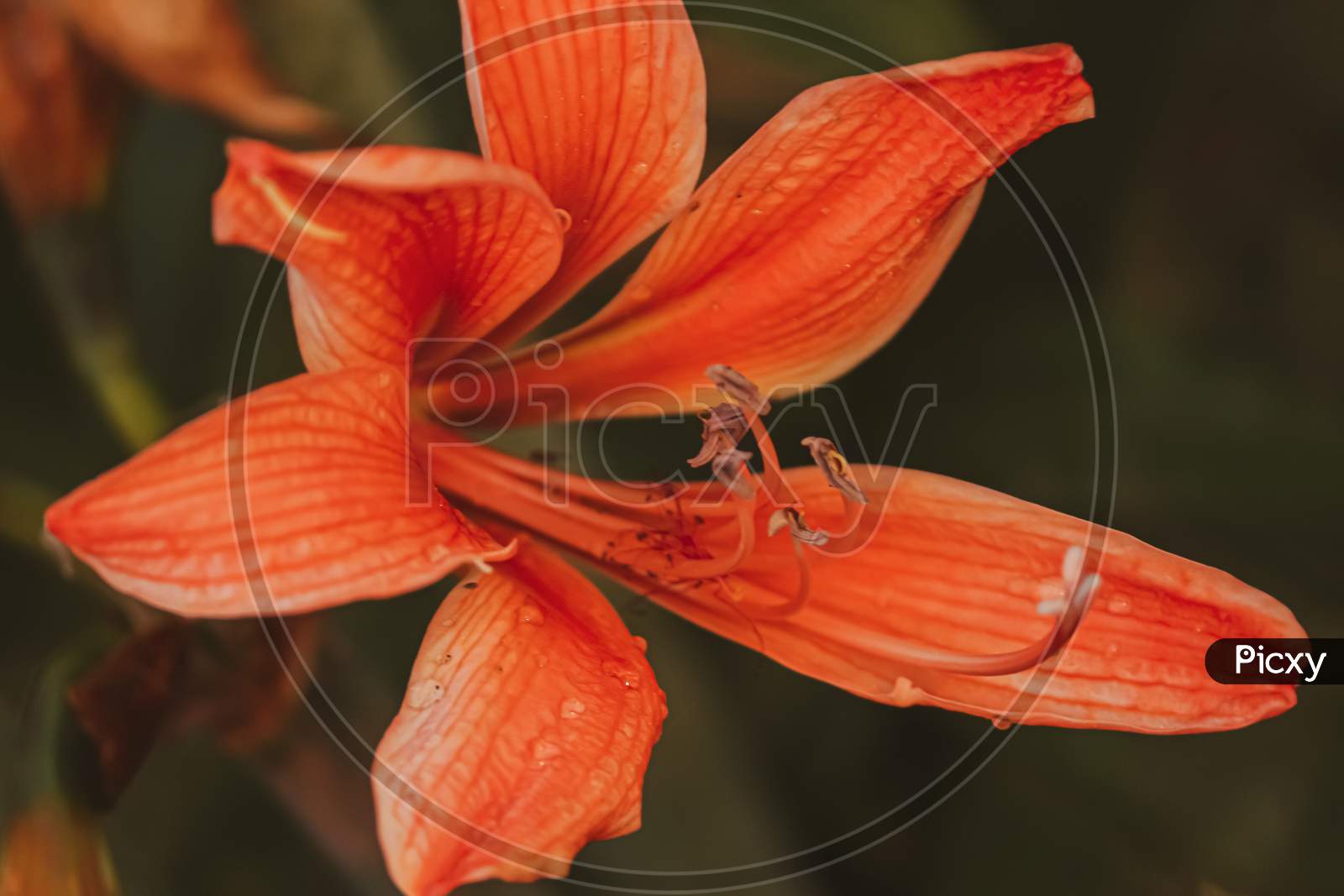 closeup of an orange tiger lily in the garden
