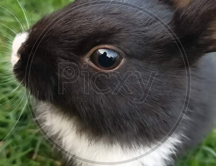 A black and white indian domestic rabbit looking straight into the camera