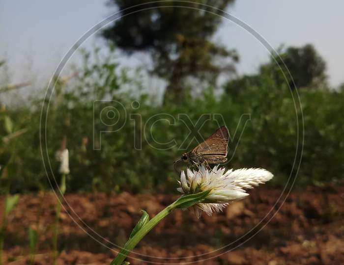 Butterfly at Farm