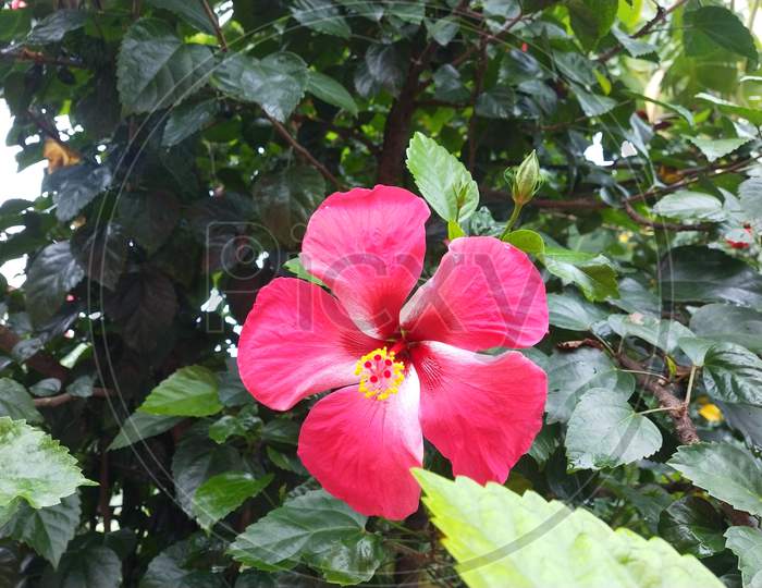A big red five layer hibiscus flower with green background