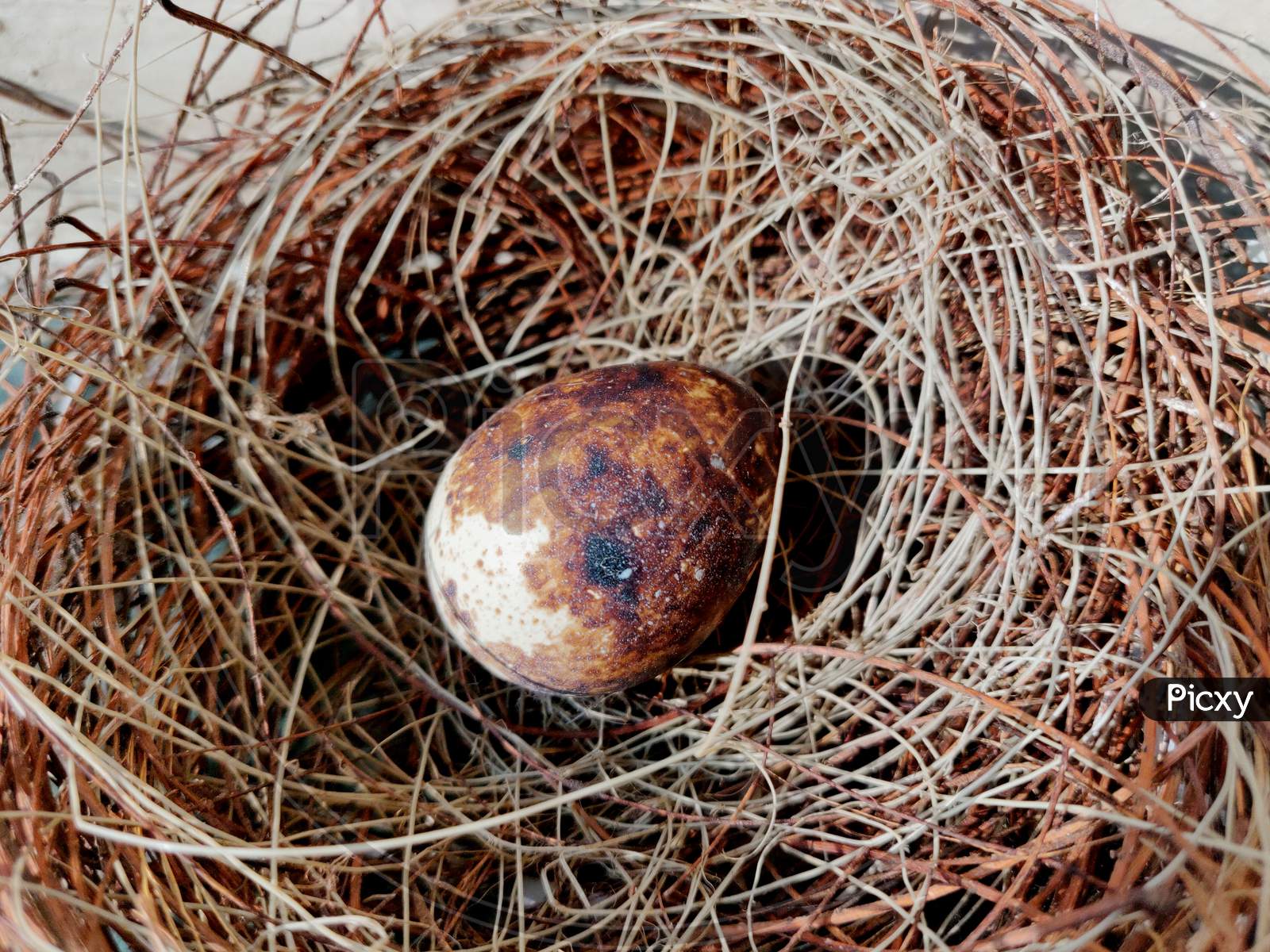 Common Quail Bird Egg, Quail Eggs Are Considered A Delicacy In Many Parts Of The World