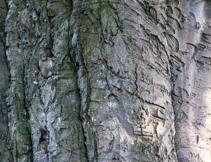 Close Up At Very Detailed Tree Bark Texture In High Resolution.