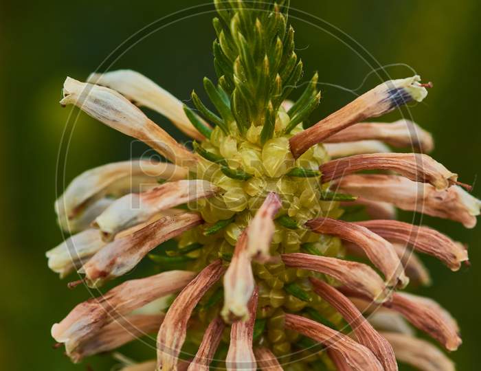 Vertical Closeup Shot Of A Poker Flower On A Blurred Background