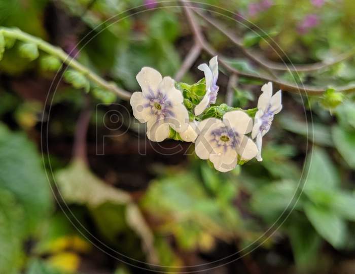Paracaryopsis coelestina .Five petal small white flowers with purple center.