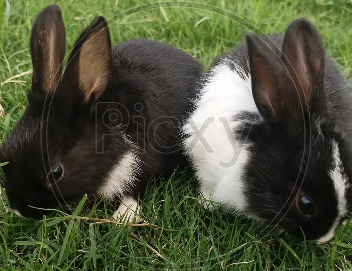Two domestic indian rabbits of black and white colour eating grass