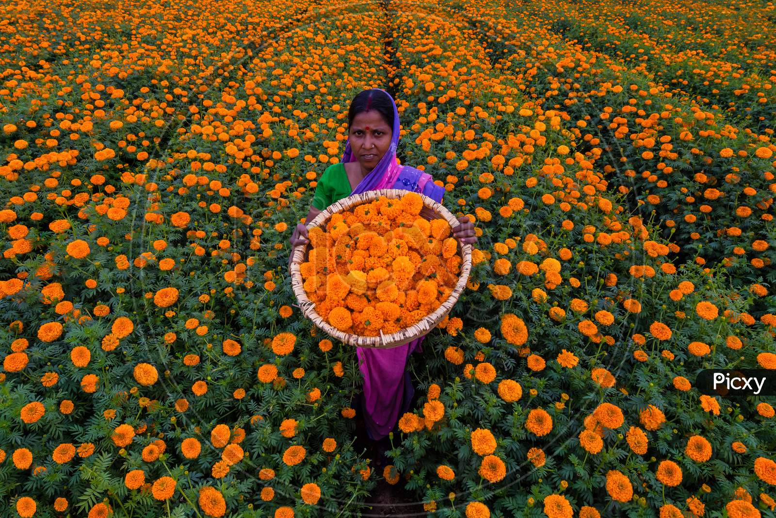 A Marigold Seller