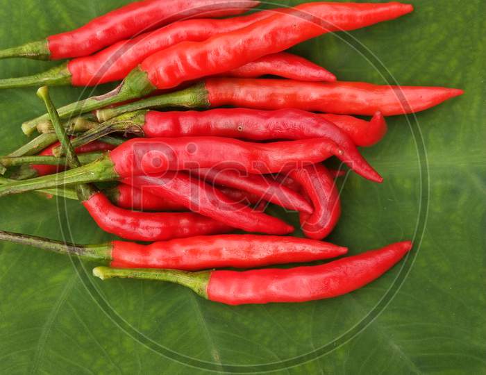 Red chilies on green background