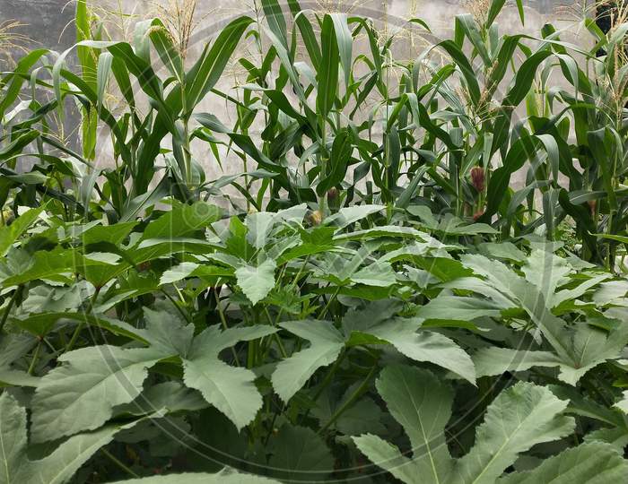 ladies finger and maize plants