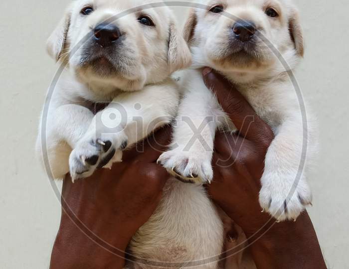 puppies in hand