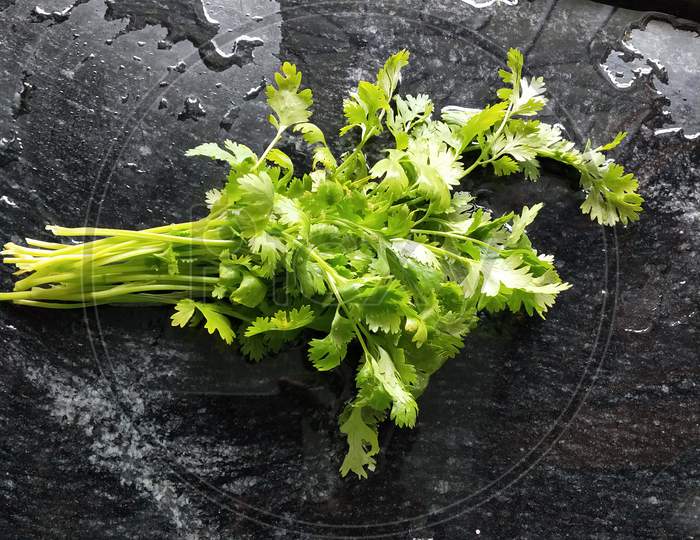 Bunch of fresh coriander leaves over black background