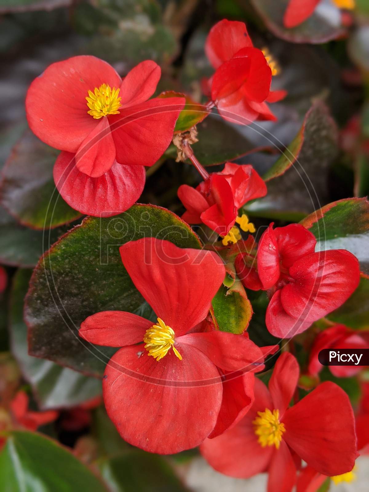Begonia begonia Red flower with yellow center.