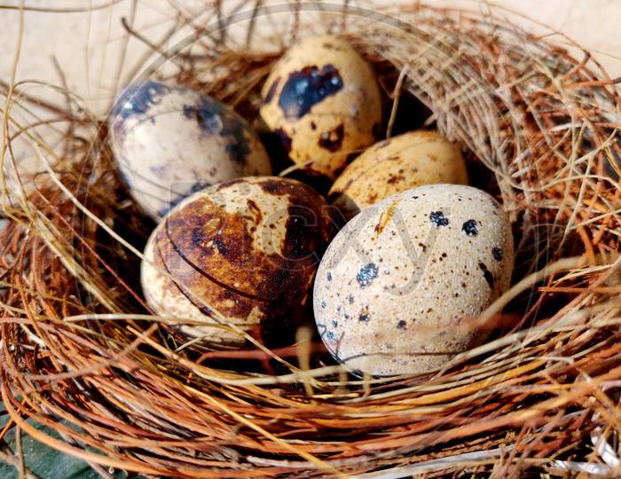 Common Quail Bird Eggs Inside A Nest, Quail Eggs Are Considered A Delicacy In Many Parts Of The World