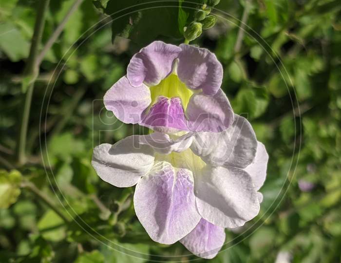 Purple white tube like five petals flower in garden.