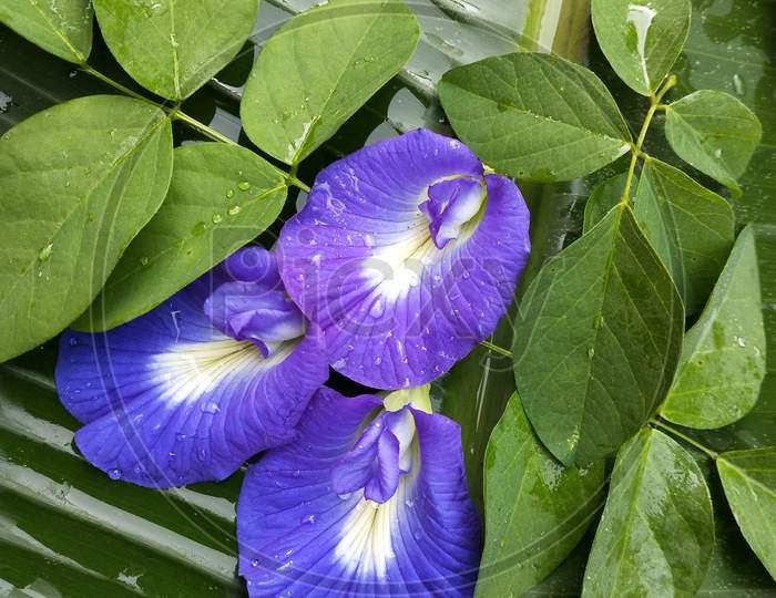 Blue butterfly pea flower / aparajita flower