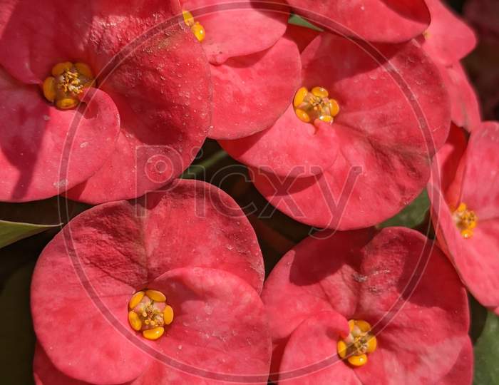 Beautiful Euphorbia millii dark pink flowers with two petals. Common name Crown of thorns plant. flowers.