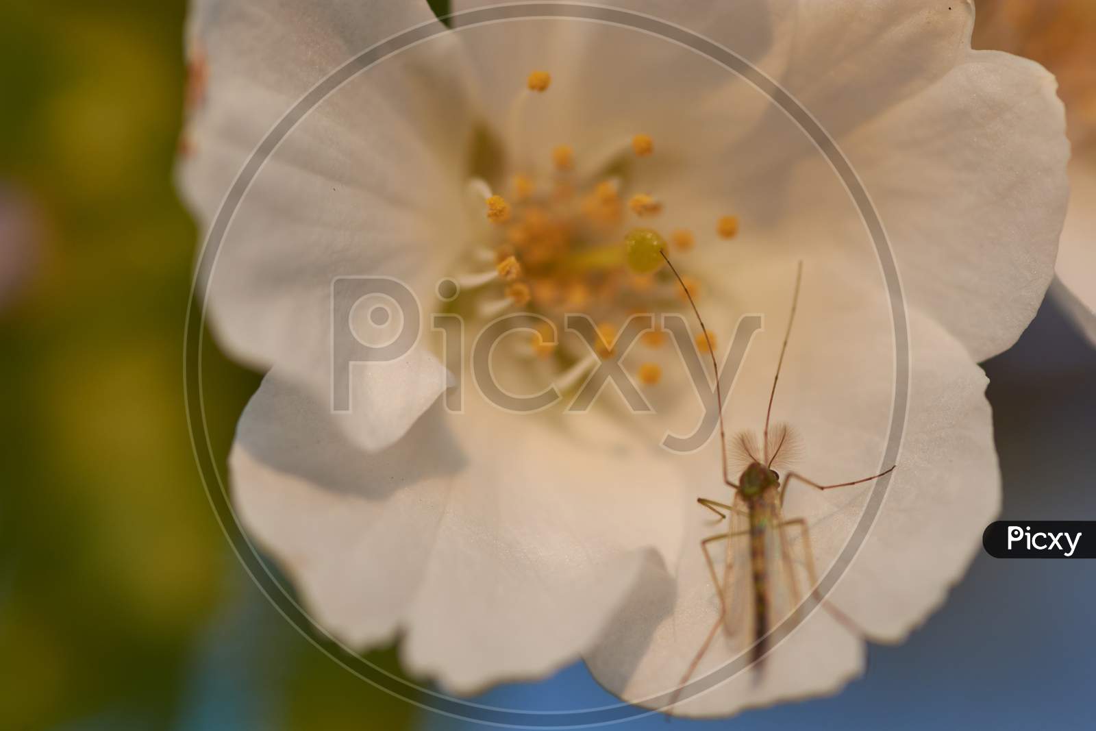 Closeup Shot Of A Dragonfly On A Cherry Blossom Flower