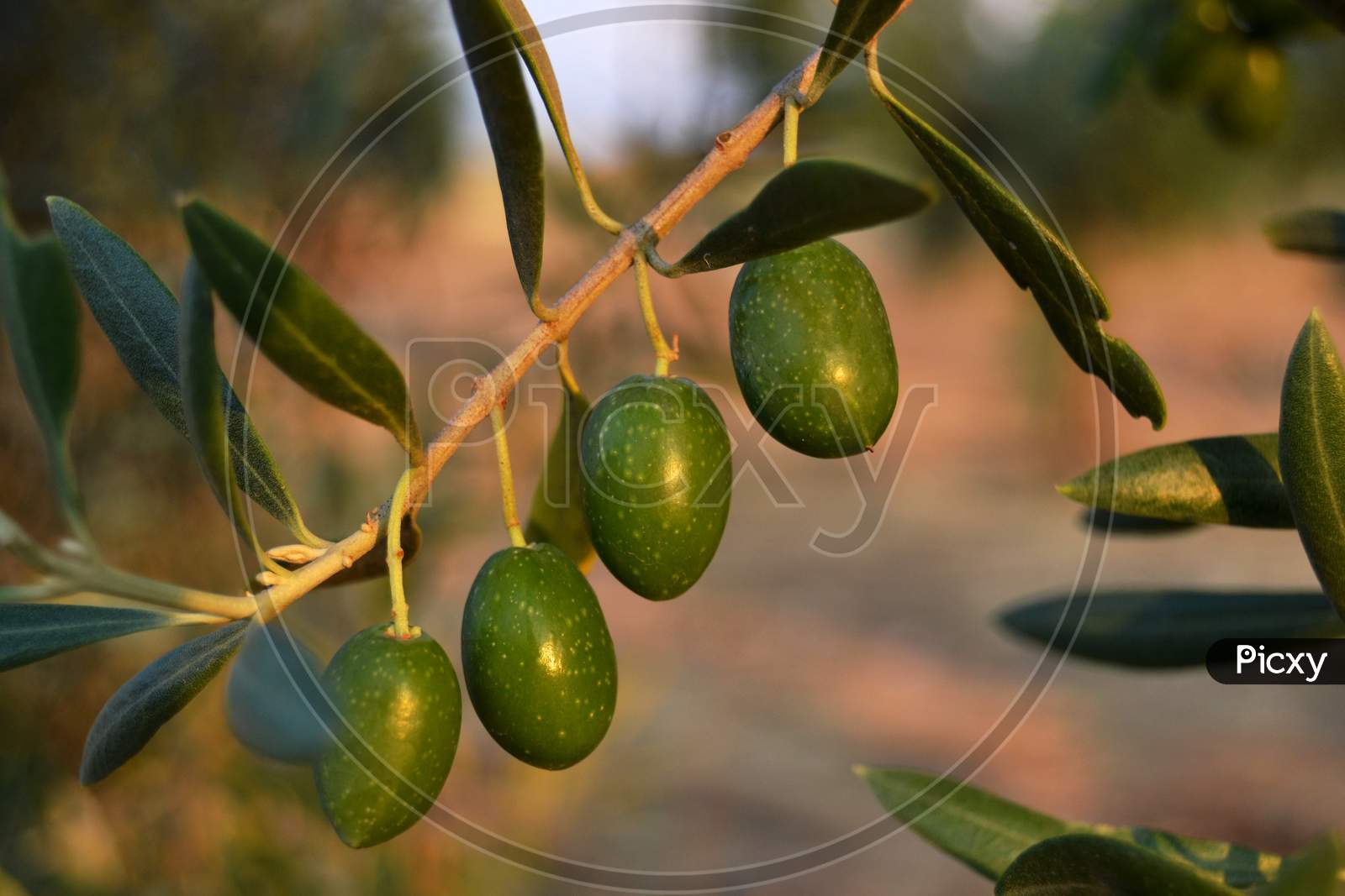 Green Olives On The Olive Tree