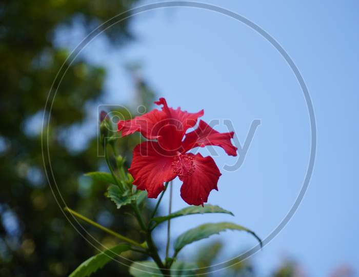 flower with sky photography